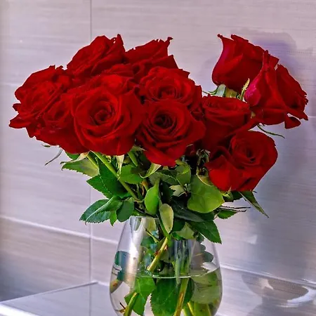 Zvonko Appartement *